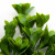 Трава искусственная -1, шт (эвкалипт лист 32 см/8 см)				 - купить в Владивостоке. Цена: 169.93 руб.